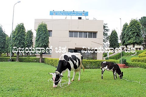 Shimul