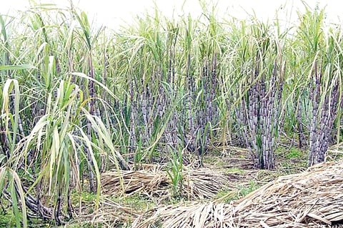 Sugarcane