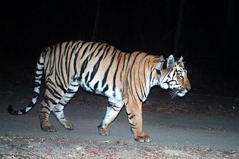 Tiger 6 mar 20