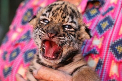 Tiger