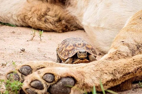 Tortise 1