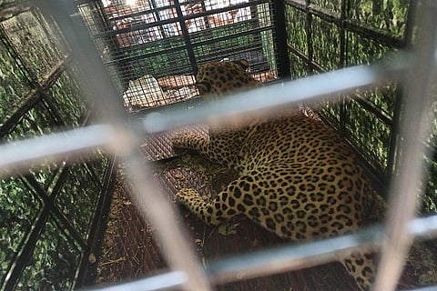 Tumkuru cheeta 1 MAR 20