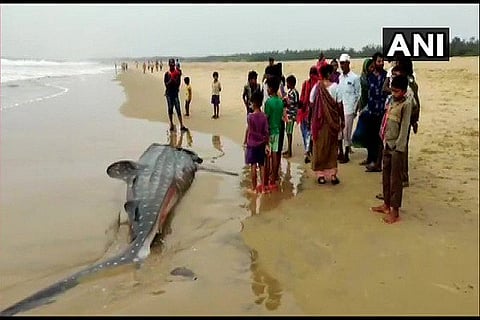 WhaleShark at Odisha 3 MAR 20