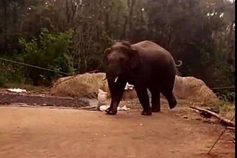 Wild Elephant appeared in heggove sakleshpur 2 MAR 20