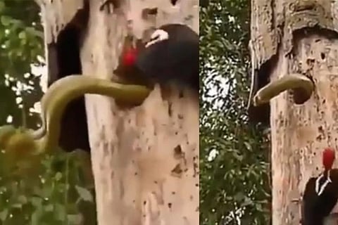 Woodpecker