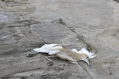 bird flu 9 mar 20