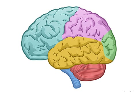 brain
