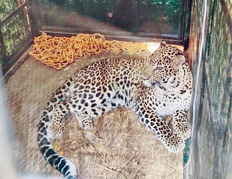 cheetha