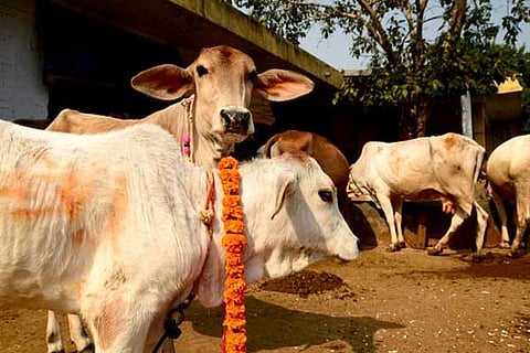 cow