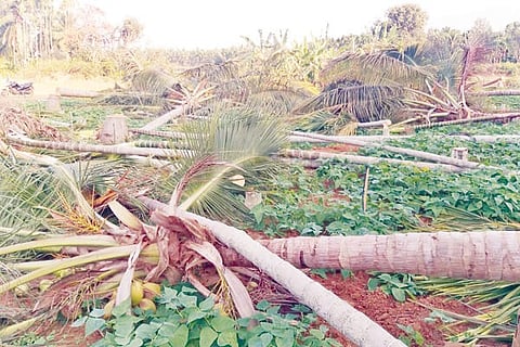 gubbi mar 20