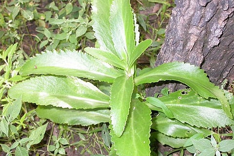hemasagara