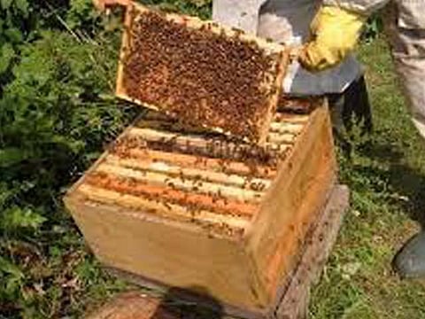 honey