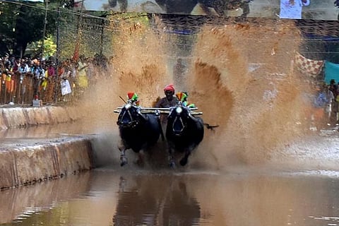 kambala new