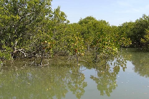 kandla new