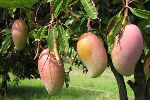mango