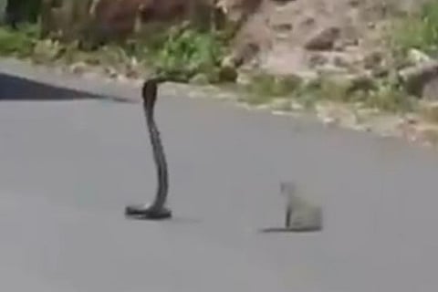 mungoose mar 20