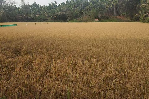paddy new