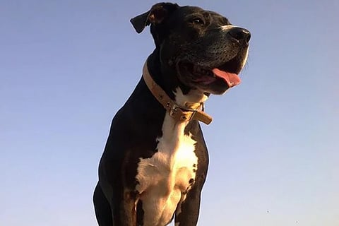 pitbull