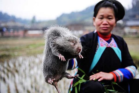 rat