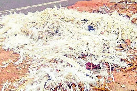 tippuru