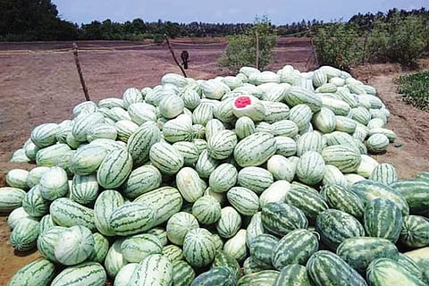 watermellon
