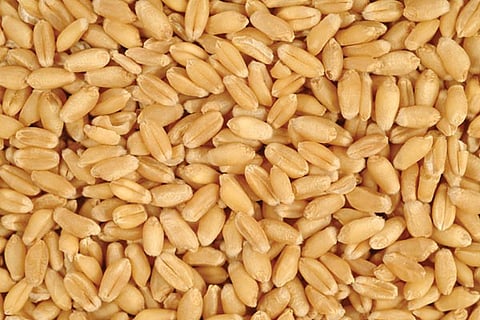 wheat-1326951