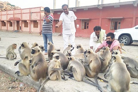 12042020 Gangavathi Monkeys food