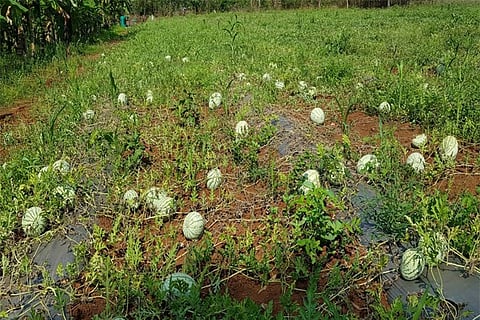 15sirsi1