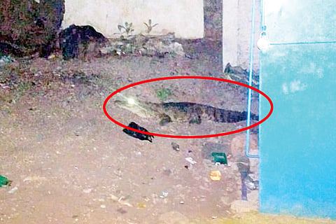 180420 Nagalakere Crocodile
