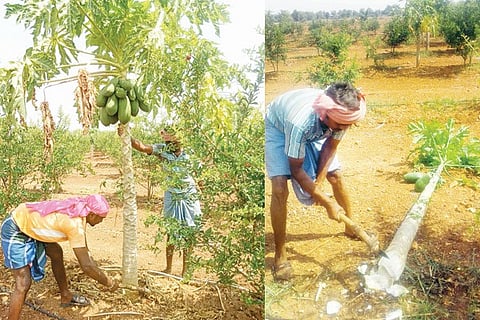22042020 Hadagali Papaya fruit crop