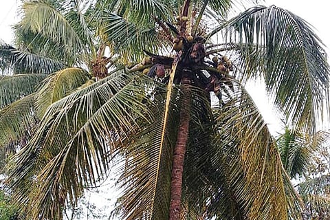 7sirsi4
