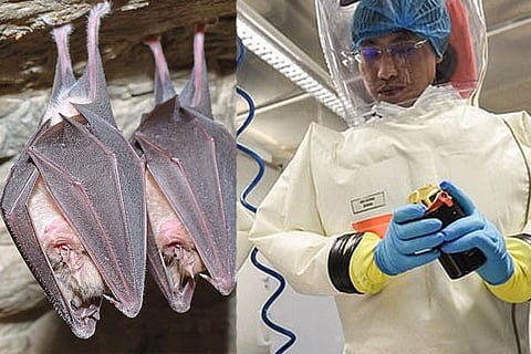 Bats