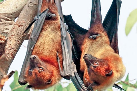 Bats