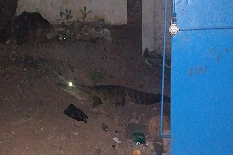 Bellary Crocodile 18 APR 20