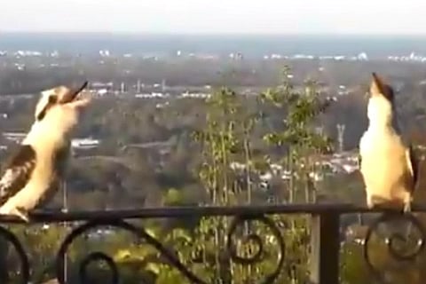 Birds laugh