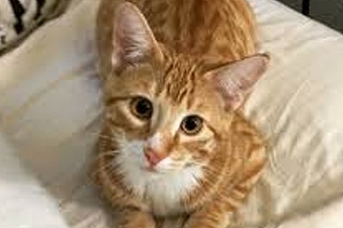 Cat 30 april 20