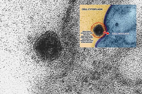 Corona Cells