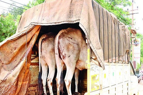 Cow Theft 27 APR 20