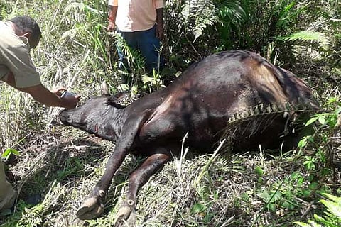 Cow