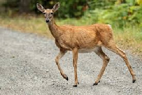 Deer 6 APR 20