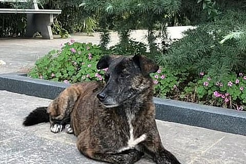 Dog Lover