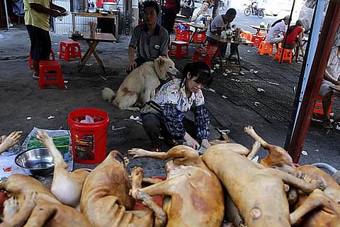 Dog Meat