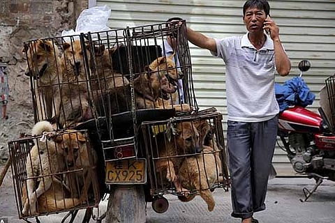 Dog Meat