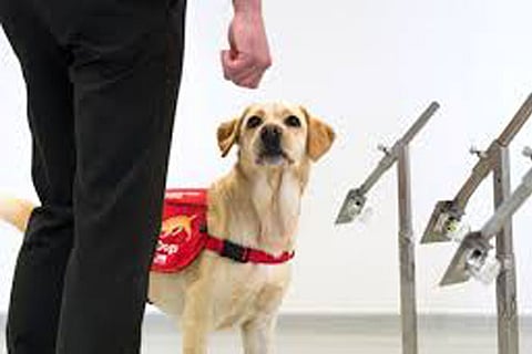 Dog to detect corona