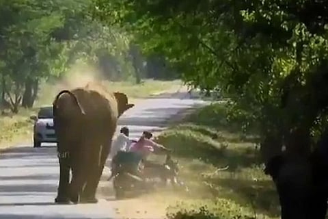 Elephant