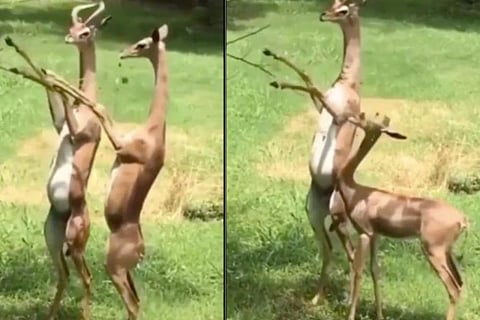 Gerenuk antelope