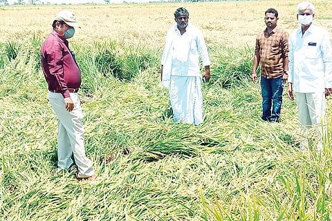 Gunjalli Sector Crop Survey Work