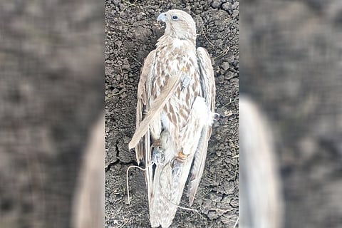 Haddu 26 april 20