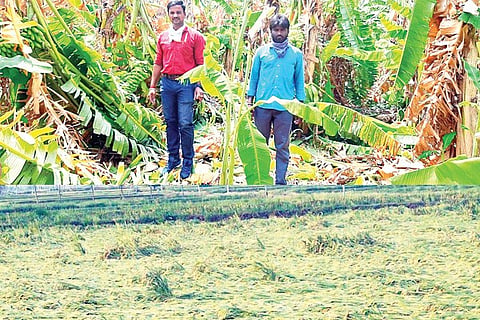 Huvinahadagali Crop Damage Bele Hani