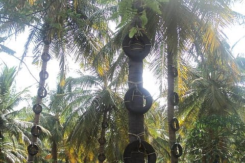 K HALLI NEERA 27 (2)
